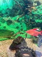 Aquarium juwel vision 180 liter compleet, Dieren en Toebehoren, Vissen | Aquaria en Toebehoren, Ophalen, Zo goed als nieuw, Gevuld zoetwateraquarium