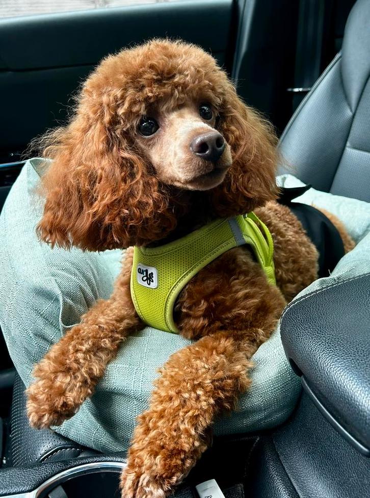 Rode toy/dwerg poedel DEKREU aangeboden met FCI stamboom, Dieren en Toebehoren, Honden | Dekreuen, Reu, Particulier, Eén hond