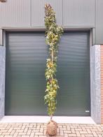 Prachtige zuilbomen te koop – Amberboom & Haagbeuk, Tuin en Terras, Planten | Bomen, Ophalen, Overige soorten, 250 tot 400 cm
