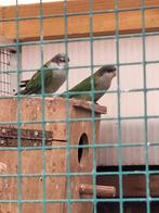 koppel aymara parkieten, Meerdere dieren, Parkiet