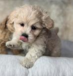 Maltipoo pups teefjes 1600 reutjes 1250€, Dieren en Toebehoren, Honden | Chihuahua's en Gezelschapshonden, Nederland, Overige rassen