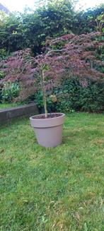 Palmesdoorn in pot - sierlijke treurboom, In pot, Bloeit niet, Ophalen of Verzenden, 100 tot 250 cm