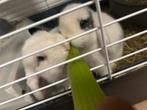 2 nederlandse hangoordwergen gekoppeld + alle toebehoren, Dieren en Toebehoren, Konijnen, Vrouwelijk, Dwerg, Hangoor