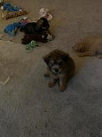 Lieve klein blijvende puppy,s, Dieren en Toebehoren, Honden | Chihuahua's en Gezelschapshonden, Rabiës (hondsdolheid), 8 tot 15 weken