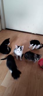 Kittens, jonge katten, Geslacht onbekend