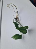 Epipremnum variegata, Overige soorten, Minder dan 100 cm, Ophalen of Verzenden, Halfschaduw