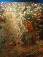 Guppy's., Dieren en Toebehoren, Vis
