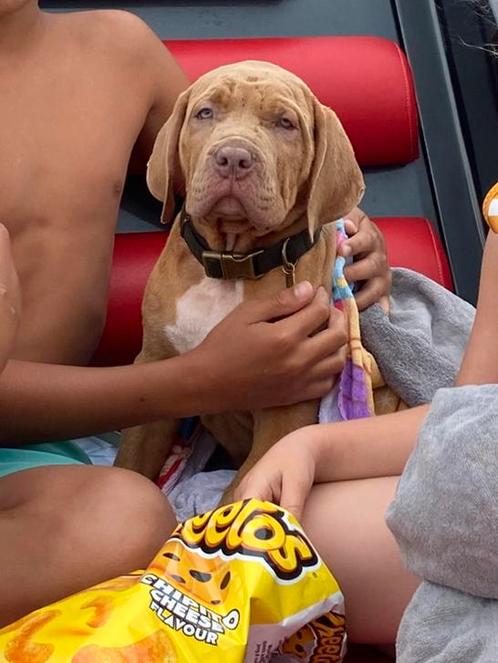 Liefste en Knapste ABKC American bully pup, Dieren en Toebehoren, Honden | Bulldogs, Pinschers en Molossers, Reu, Overige rassen