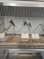 4 jonge Agapornissen te koop, Dieren en Toebehoren, Vogels | Parkieten en Papegaaien, Geslacht onbekend, Dwergpapegaai of Agapornis