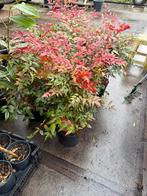 Nandina domestica de originele hoog 40/50 prima op kleur, Vaste plant, Halfschaduw, Zomer, Ophalen