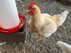 Haan, Dieren en Toebehoren, Pluimvee, Mannelijk, Kip
