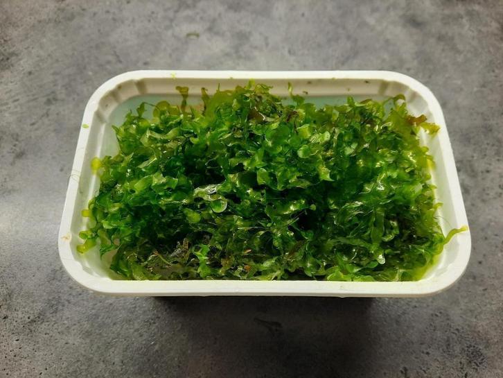 AKTIE: Levermos,Lomariopsis lineata, leuk bij garnalen, Dieren en Toebehoren, Vissen | Aquaria en Toebehoren, Zo goed als nieuw