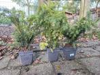 Taxus b. Repandens, Tuin en Terras, Ophalen, Volle zon