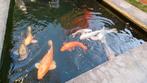 Diverse koi karpers (9 stuks) te koop, Dieren en Toebehoren, Vissen | Vijvervissen, Karper of Koi