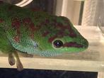 Mooie Madagascar gekko Phelsuma Grandis, Dieren en Toebehoren, Hagedis, 3 tot 6 jaar