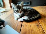 Kittens, Dieren en Toebehoren, Katten en Kittens | Overige Katten, Meerdere dieren