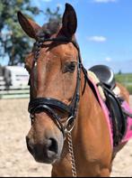 Super mooi hoofdstel maat full met bit en teugels, Ophalen of Verzenden