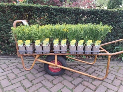 Bloeiende Cytisus scoparius 'Vanesse' (Brem) in pot., Tuin en Terras, Planten | Struiken en Hagen, Overige soorten, Ophalen
