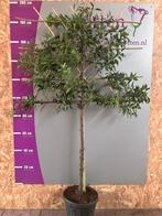 Portugese laurier leivorm stam 100 cm nu euro 85,-, In pot, Halfschaduw, 100 tot 250 cm, Zomer