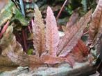 Cryptocoryne Pink Flamingo - ook verzenden, Ophalen of Verzenden, Nieuw, Plant(en), Steen of Hout