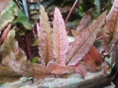 Cryptocoryne Pink Flamingo - ook verzenden, Dieren en Toebehoren, Vissen | Aquaria en Toebehoren, Nieuw, Plant(en), Steen of Hout