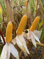 Mais, Kuilmais, Snijmais oogst 2024, Ophalen