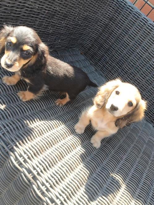 Prachtige teckel pups, Dieren en Toebehoren, Honden | Teckels en Dashonden, Meerdere dieren, Langhaar, Dwerg, Fokker | Professioneel