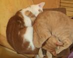1 jarige rode poes, Dieren en Toebehoren, Katten en Kittens | Overige Katten, Poes, Kortharig, 0 tot 2 jaar