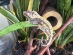 Correlophus ciliatus - Wimpergekko, Dieren en Toebehoren, Reptielen en Amfibieën, Hagedis, 0 tot 2 jaar