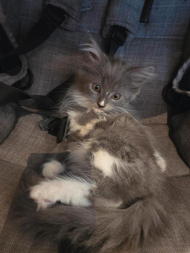 X mainecoon/ragdoll kittens, ♡♡♡ 13 weekjes oud- 4-ever home, Dieren en Toebehoren, Katten en Kittens | Overige Katten, Langharig