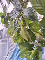 Phyllium philippinicum , PSG 278, Dieren en Toebehoren