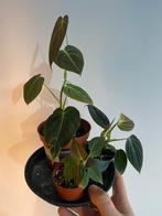 Philodendron melanochrysum stekjes, Ophalen of Verzenden, Halfschaduw, Minder dan 100 cm