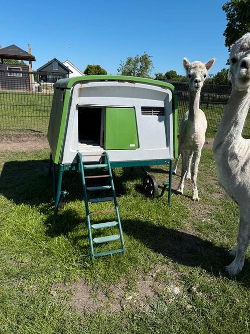 Eglu cube kippenhok met ren, voerbak en automatische deur, Dieren en Toebehoren, Pluimvee | Toebehoren, Gebruikt, Kippenhok of Kippenren