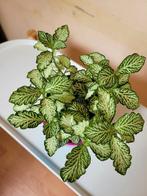Nerve Plant, Huis en Inrichting, Kamerplanten, Ophalen, Overige soorten, Minder dan 100 cm