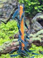 blue dream garnalen €2, Kreeft, Krab of Garnaal, Zoetwatervis