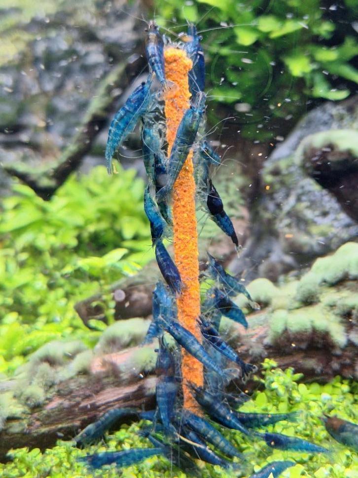 blue dream garnalen €2, Dieren en Toebehoren, Vissen | Aquariumvissen, Zoetwatervis, Kreeft, Krab of Garnaal