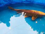 3 mooie koikarpers, Dieren en Toebehoren, Vissen | Vijvervissen, Karper of Koi