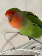 2 parrots cage for free, Dieren en Toebehoren, Vogels | Parkieten en Papegaaien, Vrouwelijk, Dwergpapegaai of Agapornis, Tam