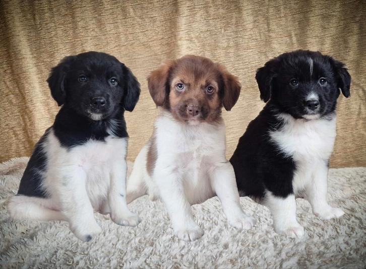 Speelse, enthousiaste Friese Stabij kruising pups!, Dieren en Toebehoren, Honden | Retrievers, Spaniëls en Waterhonden, Meerdere dieren