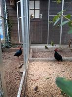 2 roulroul hanen, Dieren en Toebehoren, Vogels | Overige Vogels, Mannelijk, Geringd