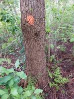 Ong 20 dikke elzen en wat kleinere bomen ook lijsterbes, Tuin en Terras, Haardhout, Ophalen of Verzenden, Elzenhout, 6 m³ of meer