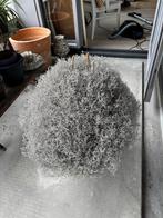 Grote ! Leucophyta brownii zilver plant, Huis en Inrichting, Ophalen, Overige soorten, Halfschaduw, In pot