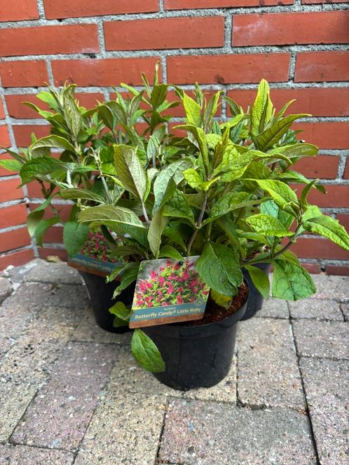Vlinderstruik, Tuin en Terras, Planten | Struiken en Hagen, Struik, Vlinderstruik, Minder dan 100 cm, Ophalen of Verzenden