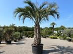 Unieke Butia yatay palmboom/palmbomen met 200 cm stamhoogte, Tuin en Terras, Planten | Bomen, Zomer, Volle zon, 250 tot 400 cm