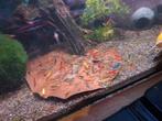 Garnalen kleuren mix te koop (uitverkocht), Dieren en Toebehoren, Vissen | Aquariumvissen, Kreeft, Krab of Garnaal