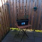 Planten te koop, Ophalen, Minder dan 30 cm, Minder dan 60 cm, Rond