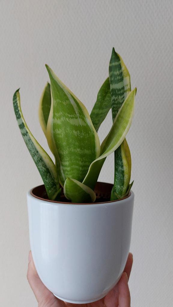 Prachtige sanseveria (vrouwentong) plant, drie in één, Huis en Inrichting, Kamerplanten, Minder dan 100 cm, Halfschaduw, Ophalen of Verzenden