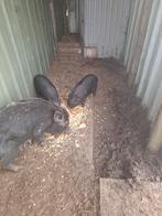 Micro/mini varkens, Dieren en Toebehoren, Vrouwelijk