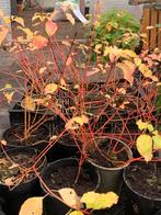 Partij 25 x Rode kornoelje 'Midwinter Fire 3liter pot, Ophalen of Verzenden, Overige soorten, Volle zon