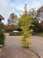 Ginkgo Biloba - Zelf Uitgraven!, Tuin en Terras, Planten | Bomen, Bloeit niet, Overige soorten, 100 tot 250 cm, Ophalen